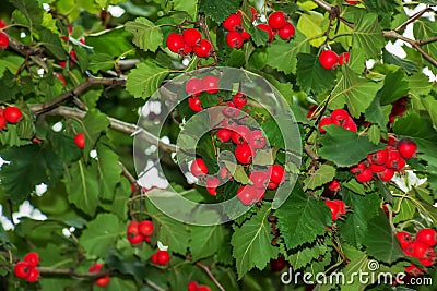 Bright red berries of the hawthorn CRATAEGUS TOURN. EX L, growing naturally. They are used in herbal medicine for ailments as well Stock Photo