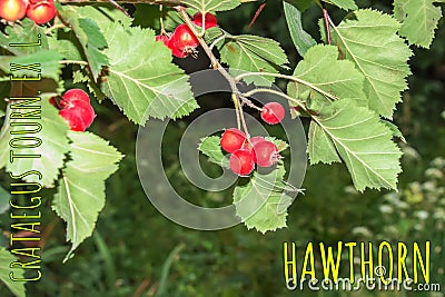 Bright red berries of the hawthorn CRATAEGUS TOURN. EX L, growing naturally. They are used in herbal medicine for ailments as well Stock Photo