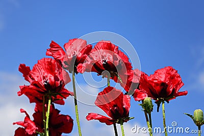 Bright red big poppies bloom against a blue sky Stock Photo