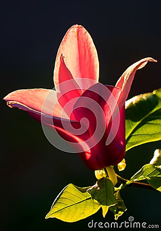 Bright red blossom flower good gift beloved Stock Photo