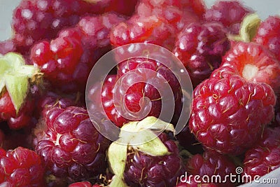 Bright Red Boysenberries Digitally Painted Stock Photo