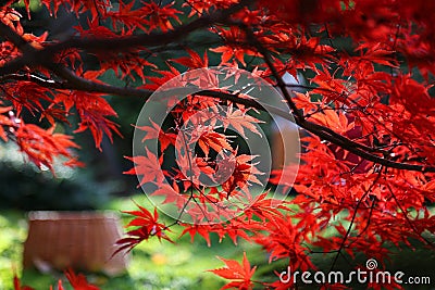 Bright red branches of Japanese maple or Acer palmatum Stock Photo