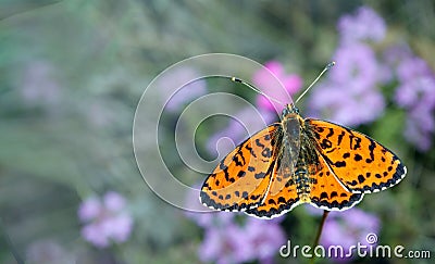 Bright red butterfly on a meadow. Brush-footed butterflies. Summer meadow. copy spaces Stock Photo