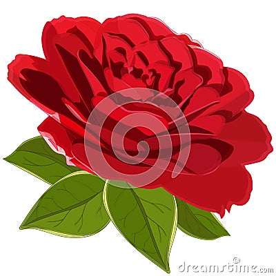 Bright red Camellia flower with green leaves isolated on white background Vector Illustration