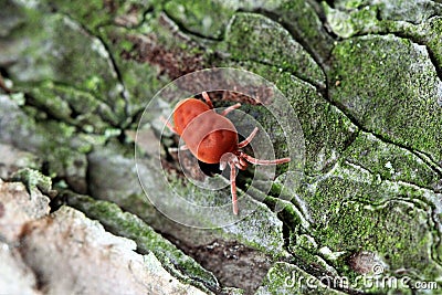 Bright red clover mite crawling over mossy pine bark Stock Photo