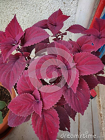 Bright red coleus plant Stock Photo