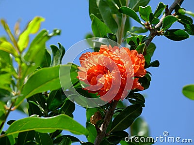 Bright red and deep green pomegranate tree branch with blooming flower Stock Photo