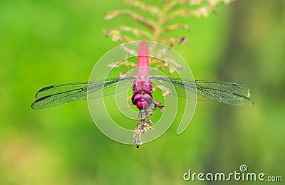 Bright red dragonfly with spread wings closeup sitting on a fern leaf with intense bright green background Stock Photo