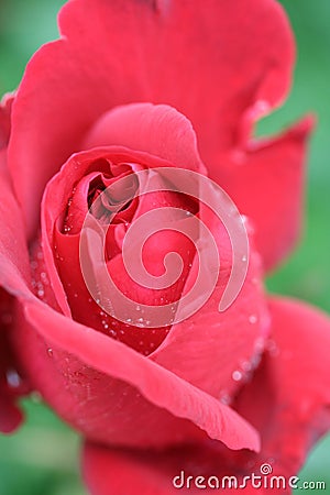 Bright red english rose Stock Photo