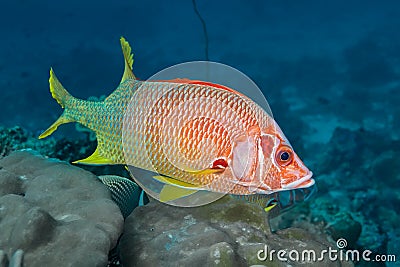 A bright red fish with large eyes Adioryx spinifer swims above the coral Stock Photo