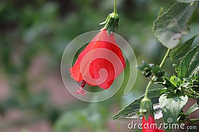 Bright red flower of hibiscus Hibiscus rosa sinensis on black background. Karkade native to tropical regions. Hawaiian wild red Stock Photo