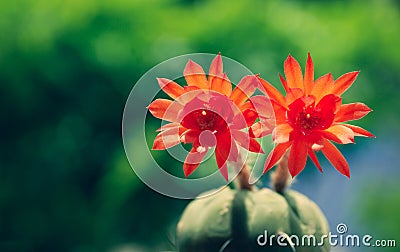 The bright red flowers of the cactus on blurred greenery background with bokeh and copy space. Stock Photo