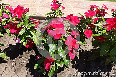 Bright red flowers of Catharanthus roseus Stock Photo