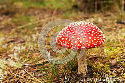 Bright red Fly agaric poisonous mushroom in a grass, closeup Stock Photo