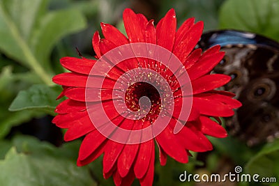 Bright red gebera daisy Gerbera jamesonii in a garden. Also called Barberton daisy, Transvaal daisy, and as Barbertonse Stock Photo