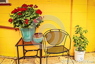 Bright red geranium and other plants and outside metal furniture sitting on patio in front of concrete block wall painted bright Stock Photo