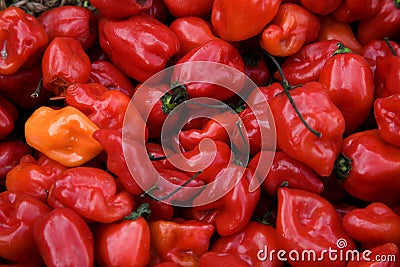 Bright Red Habanero Chili Peppers Stock Photo