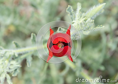 Bright red half-opened poppy flower on a blurred background of light green leaves Stock Photo