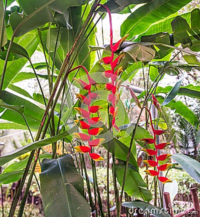 Bright red heliconia rostrata Stock Photo