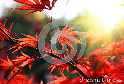 Bright red Japanese maple or Acer palmatum leaves on the autumn garden Stock Photo