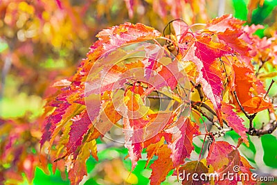 The bright red leaves of the Tatar maple look very beautiful in the fall Stock Photo