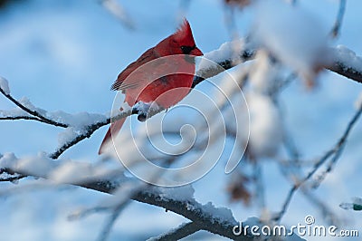 Cardinal on Snowy Branch Stock Photo