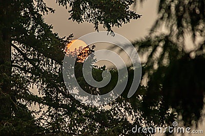 Bright red moon glowing behind dark green pine tree Stock Photo