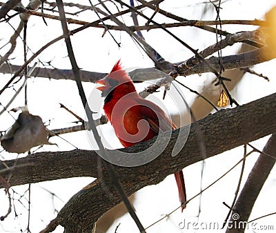 Bright red northern cardinal singing bird male colorful Stock Photo