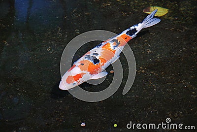 Colorful - white orange black koi swimming in pond Stock Photo