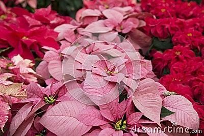 Bright red and pink poinsettia or christmas flower Stock Photo