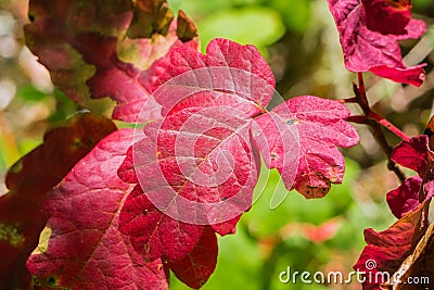 Bright red poison oak Toxicodendron diversilobum leaves Stock Photo