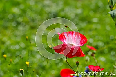 A bright red poppy, attracts bees.Poppy buds blossom.A delicate flower.Bright, juicy, May flowers.Poppy and insect Stock Photo