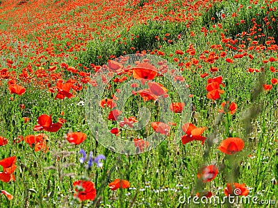 Bright red poppy field Stock Photo