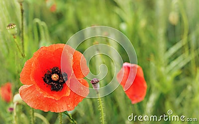 Bright red poppy flower growing in field of unripe green wheat, closeup detail on red bloom head Stock Photo