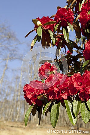 Bright Red Rhododendrons Stock Photo