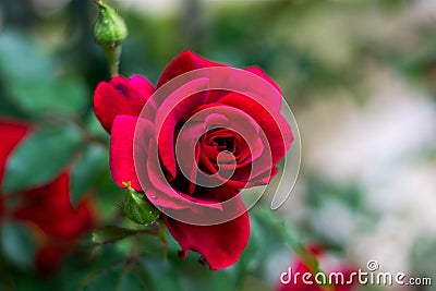 A bright red rose Stock Photo