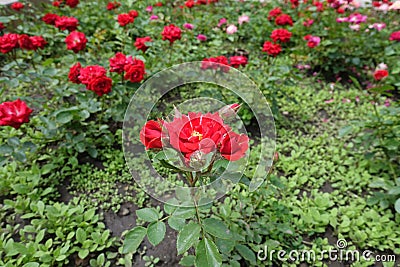 Bright red rose flowers in the flowerbed Stock Photo