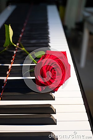 A bright red rose lies on a black and white piano keyboard, a flower and music, a symbol, vertical picture Stock Photo