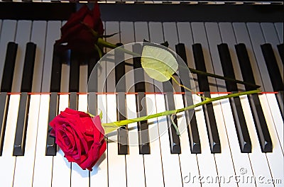 A bright red rose lies on a black and white piano keyboard, reflection of the rose, a beauty and music, a symbol Stock Photo