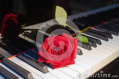 A bright red rose lies on a black and white piano keyboard, symbol of romance Stock Photo