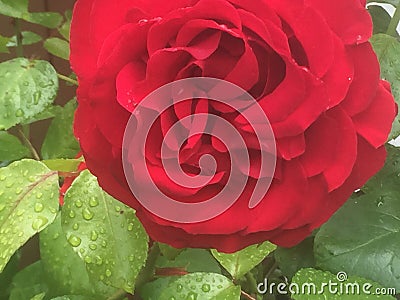 Bright red rose in rain Stock Photo