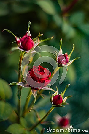 Red roses Stock Photo