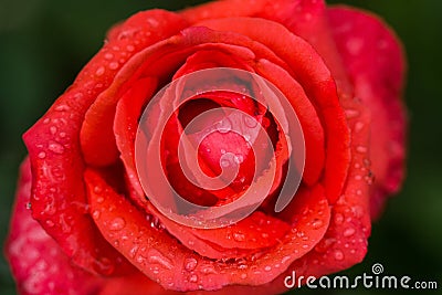 Bright red rose with water drops and morning sun on green background. Macro. close up. Stock Photo