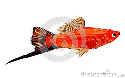 swordtail fish Vector Illustration