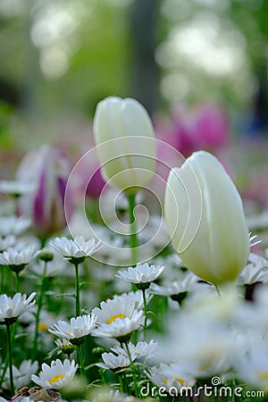 Spring Tulip Flower Background Stock Photo