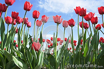 Bright Red Tulips Stock Photo