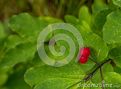 Bright Red Utah Honeysuckle Berries Grow On Green Bush Stock Photo