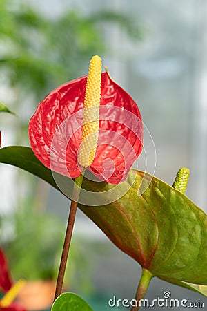 Red and yellow anthurium flower Stock Photo