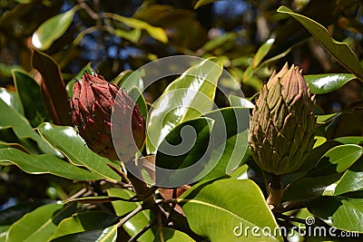 Bright ripe magnolia fruits on the tree Stock Photo