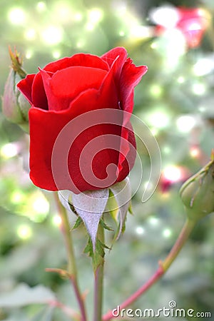 Bright rose. Stock Photo